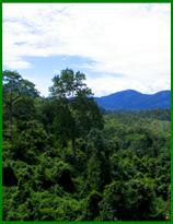 Dong Ampham National Protected Area