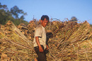 Loading a truck, Pakbeng, UDOMXAI