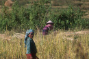 Akha woman during rice harvest, Muang Sing district, Luang Namtha